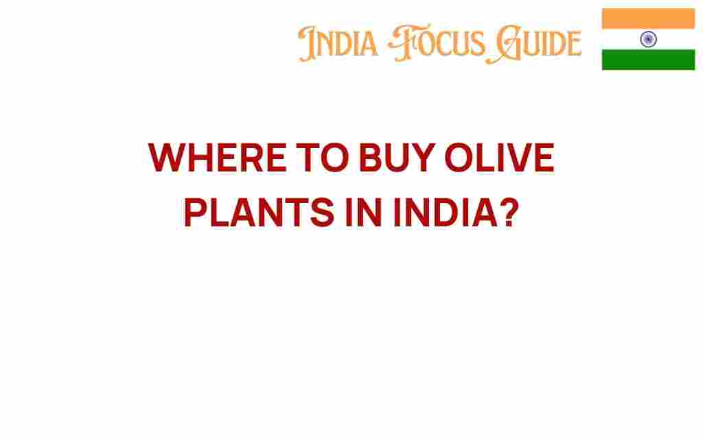 where-to-buy-olive-plants-india